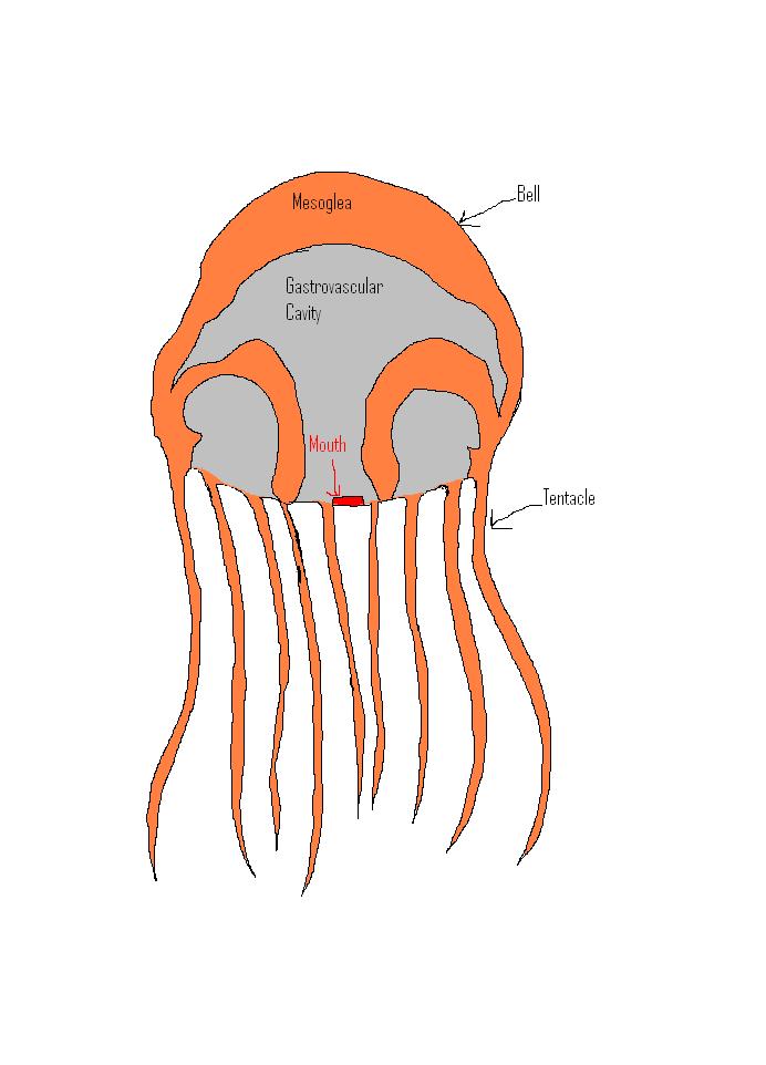 jellyfish2.jpg